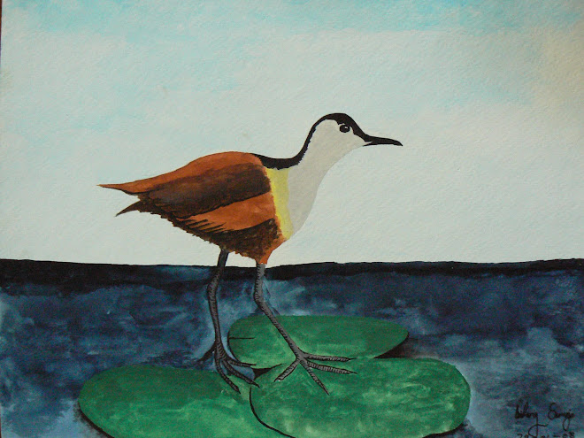 African Jacana