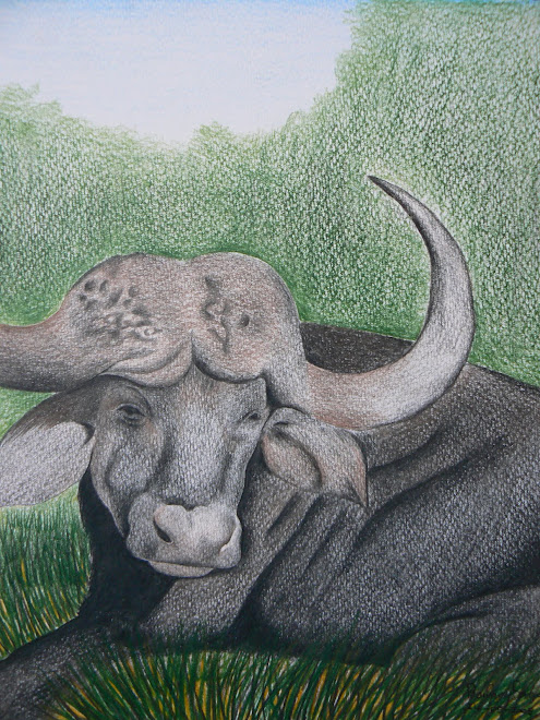 Cape Buffalo