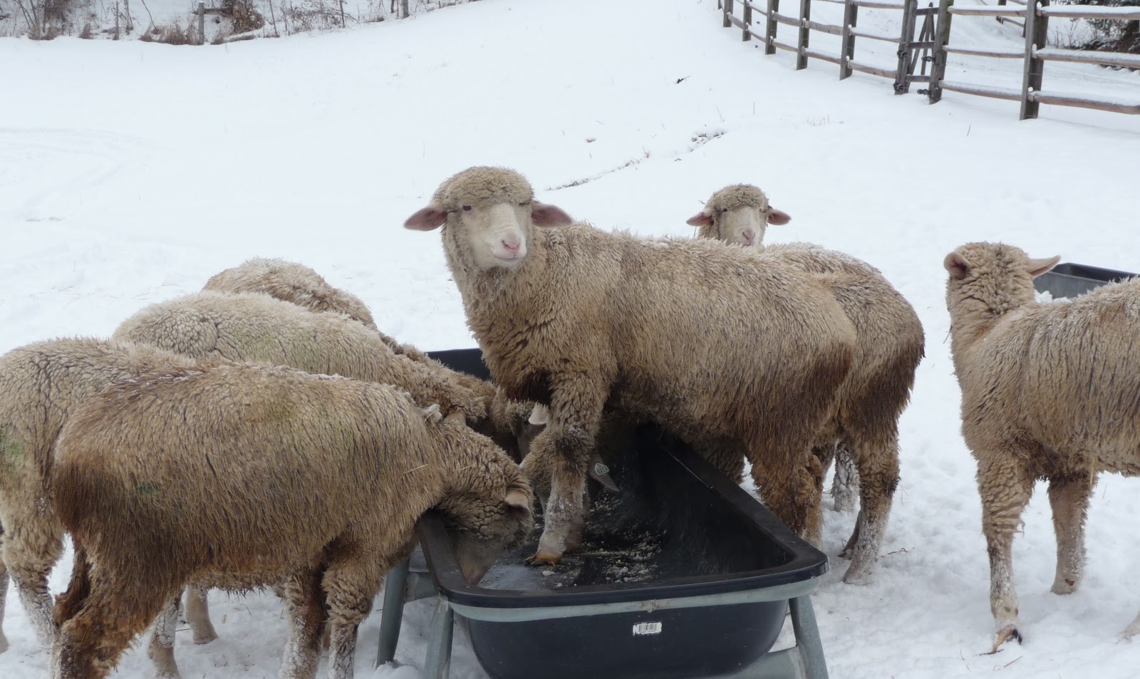 american rambouillet sheep