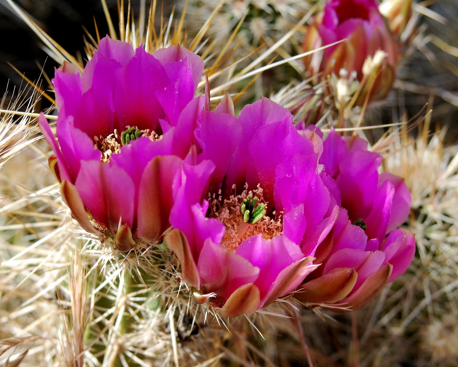 Cactus PhotoGraphics Cactus Flowers A Cascade of Purple