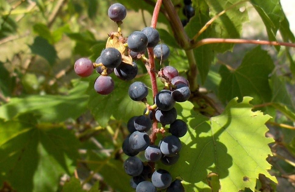 Come Home for Supper! Wild Grape Jelly