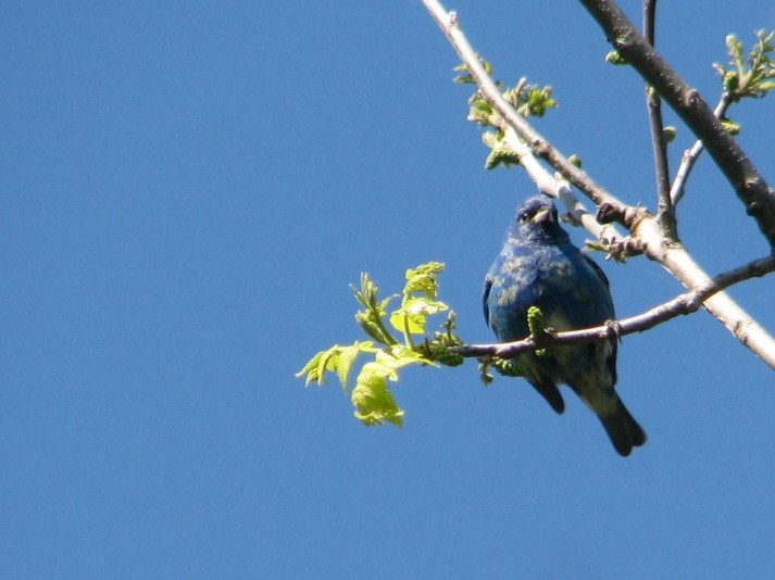 [Indigo+Bunting.JPG]