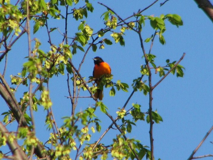 [Baltimore+Oriole.JPG]