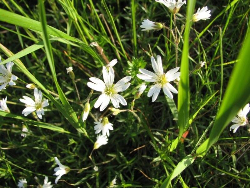 [Field+chickweed.jpg]