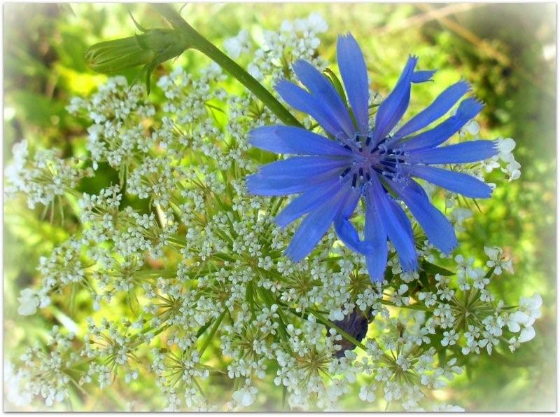 [chickory+and+lace.jpg]
