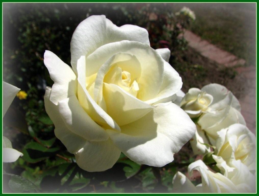 [white+rose.jpg]