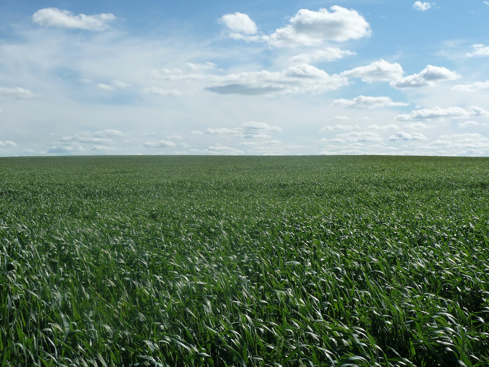 Farming In Saskatchewan