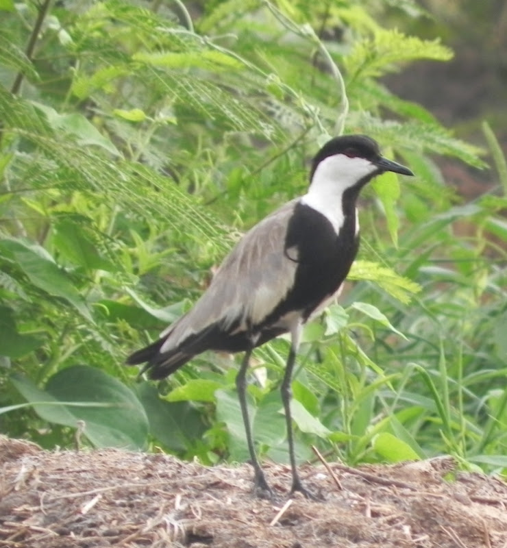 Spur-winged Lapwing resting
