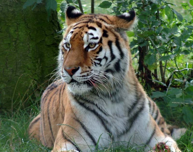 Descriptive writing on tigers picture