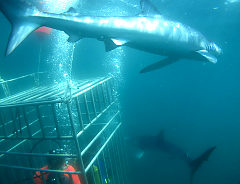 [amd_shark2.jpg]