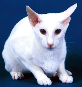 Ultimate Cat Cat Breed Facts Oriental Shorthair