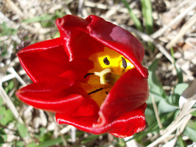 [tulip.JPG]