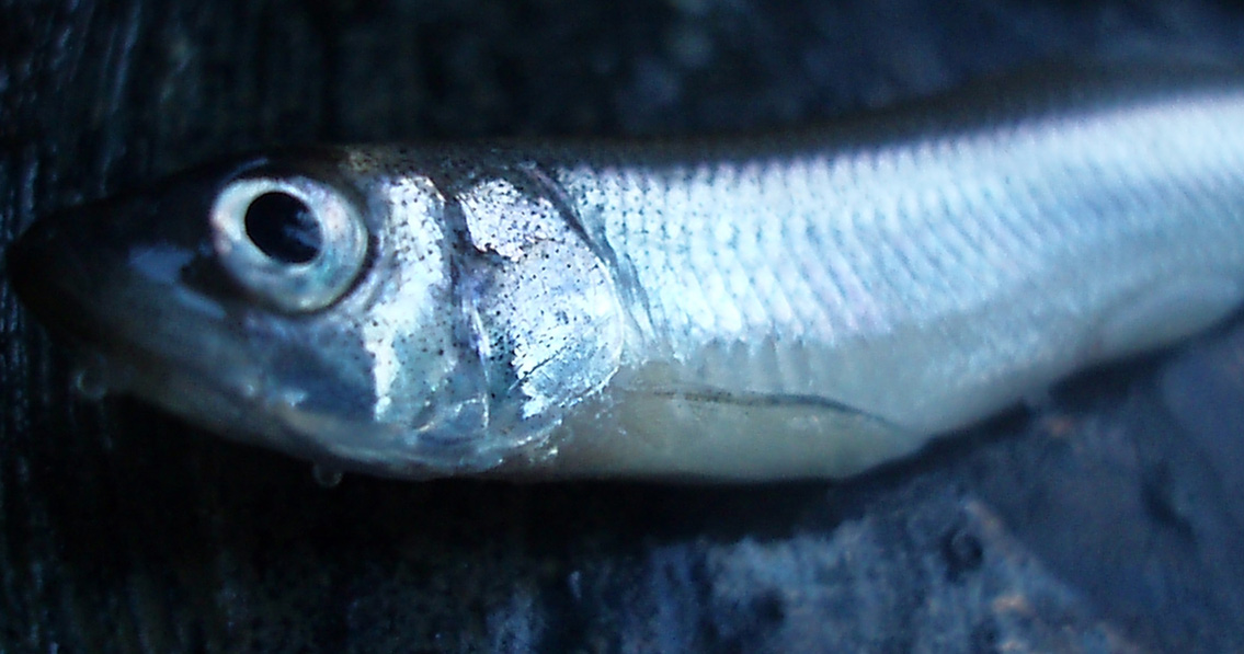 K S 工房 陶芸ギャラリー Ceramic Art いただきまあす 山中湖のワカサギ Deep Fried Smelt
