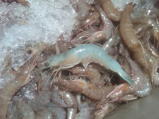 Shrimp Escapee from Oak Ridge?