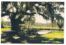 Spanish moss over the bayou