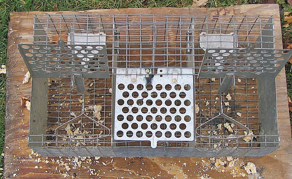 Nature Knitter Trapping Starlings
