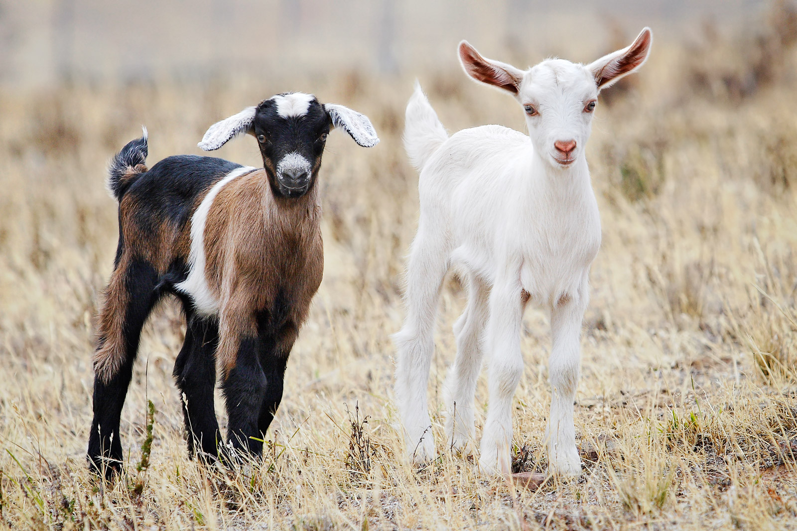 [Baby_goats.jpg]