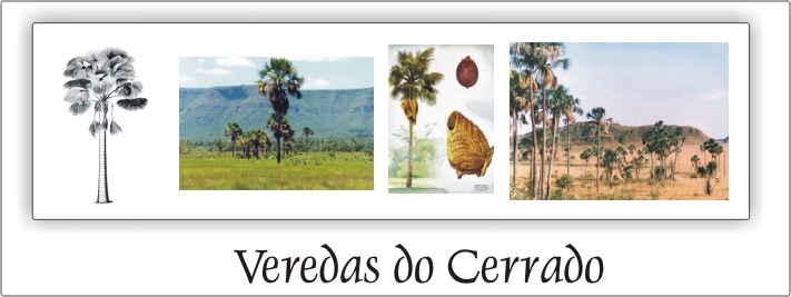 Veredas do Cerrado