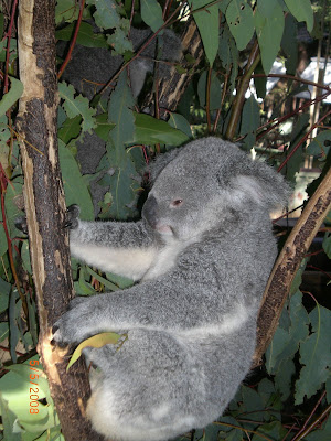Koala Bear Sanctuary May