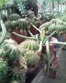 Pokok kaktus