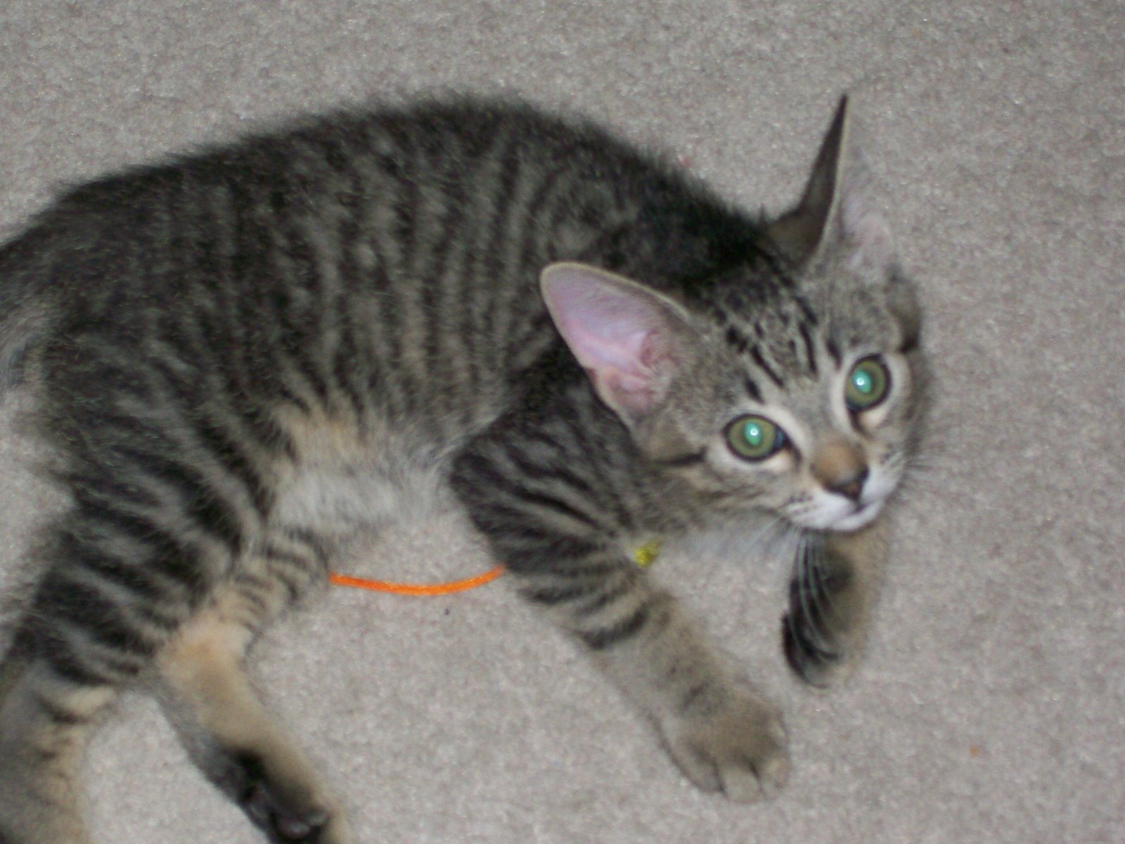 [catandmouse04.JPG]