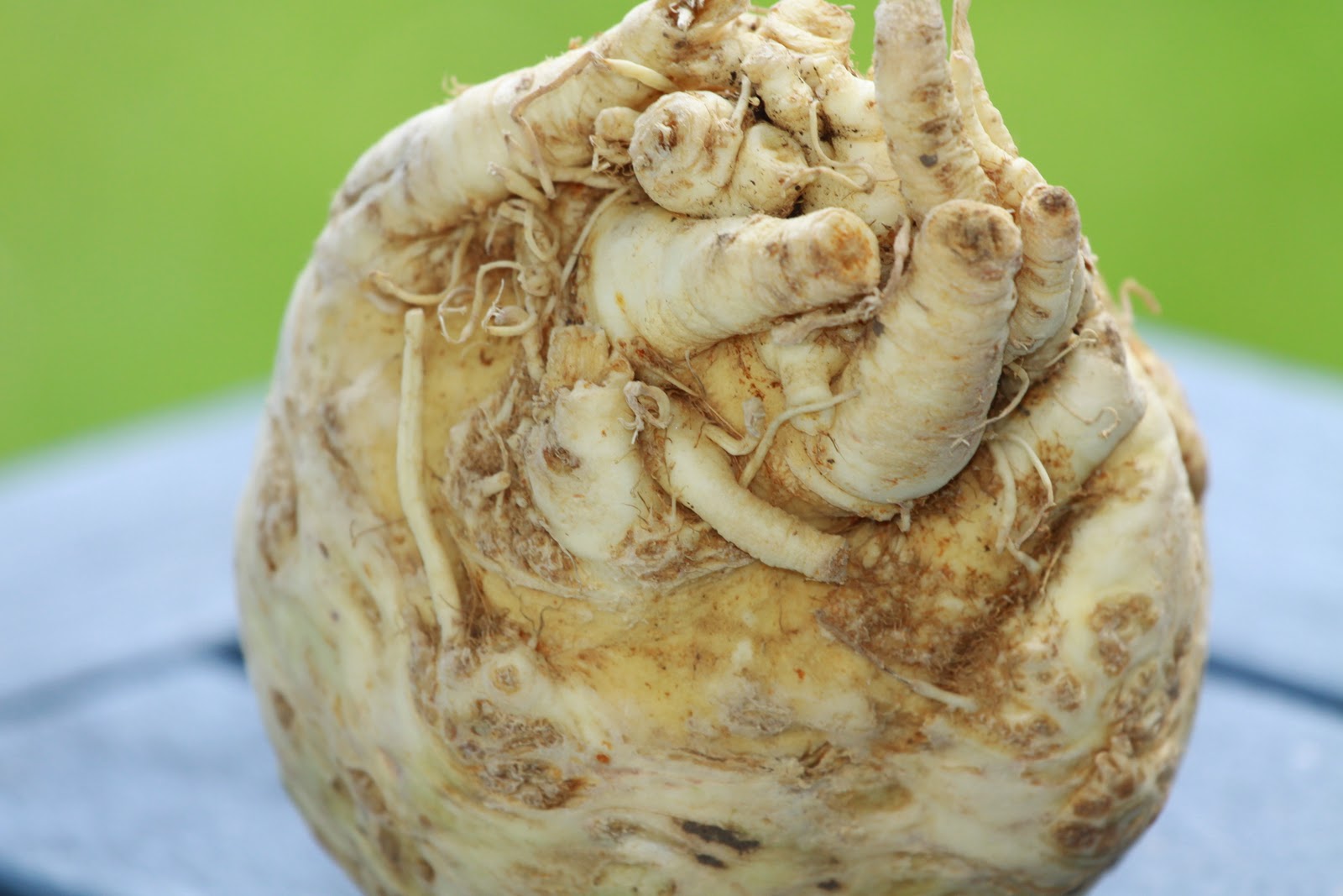 Pots and Frills Creamed Celery Root SoupFor the Snobbish Taste