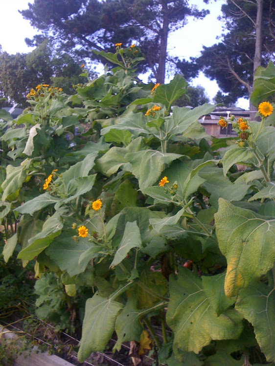 Andean Tuber #1