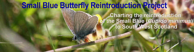 A Scottish Small Blue Butterfly Reintroduction Project