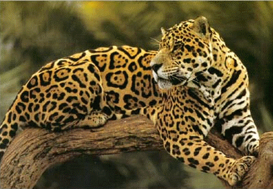 [jaguar_photo.gif]