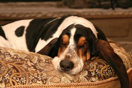 [bassethound.bmp]