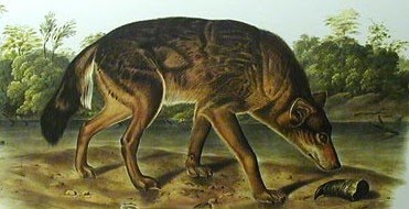 [cropped+Audubon_Quadruped_Red_Texan_Wolf.jpg]