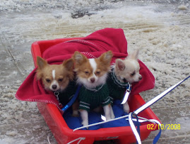 Brings New Meaning to        DOGSLED!!!