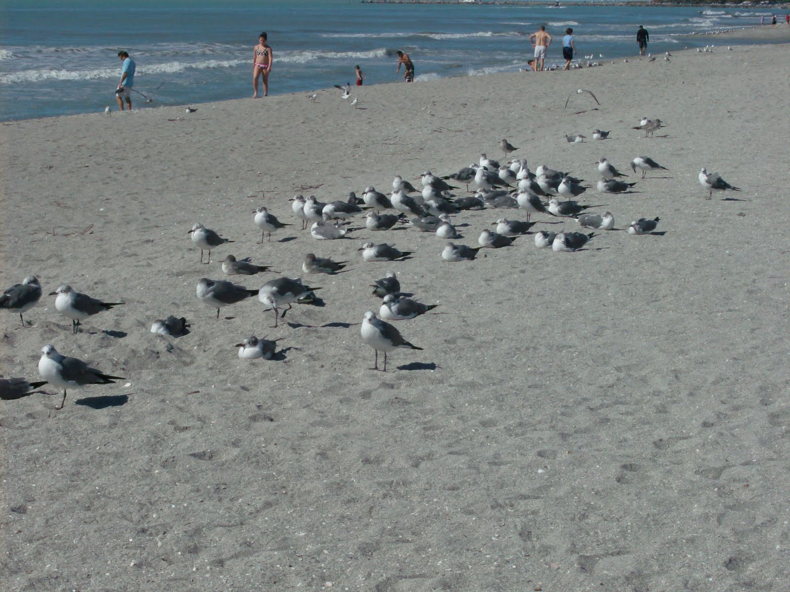 [Birds+on+Venice+Beach+1.27.10.JPG]