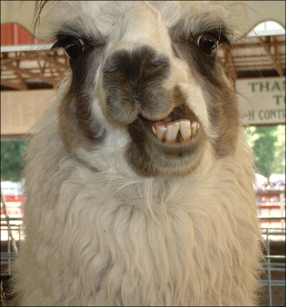 [Llama.jpg]