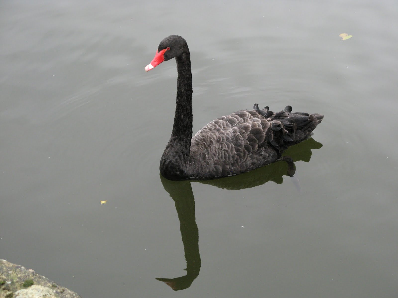 Black Swan Real