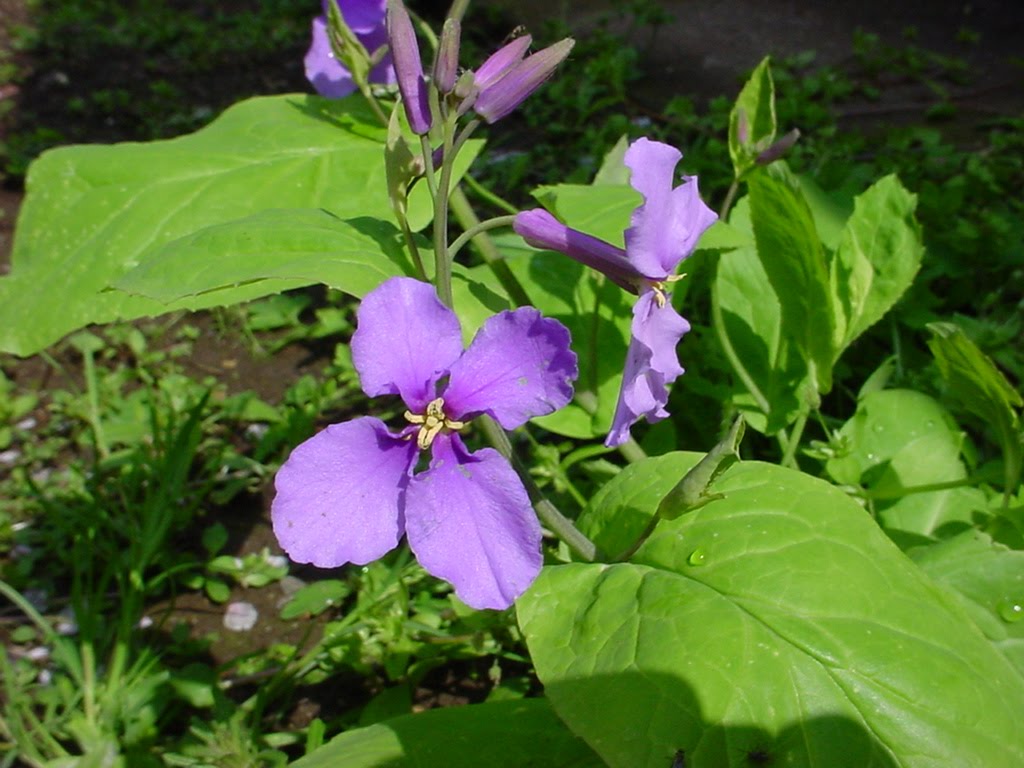 Hero爺 ブログ: #019 Chinese violet cress (花大根 Hanadaikon)