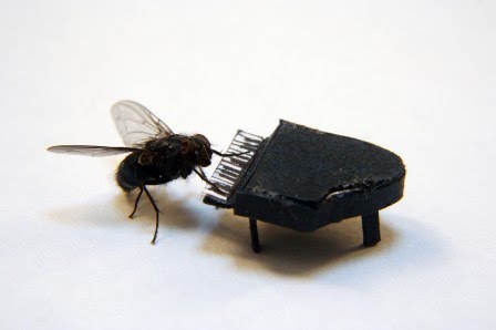 [mosca.bmp]