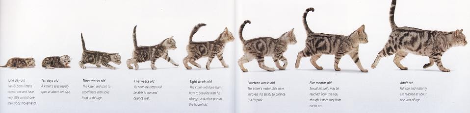 Love Kuching Project @luvkuching - kitten adoption, rescue, TNR: How to