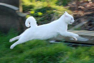 cat-jumping-running-boris-polandeze.jpg