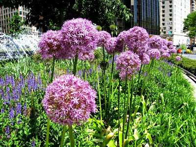 Giant Chives