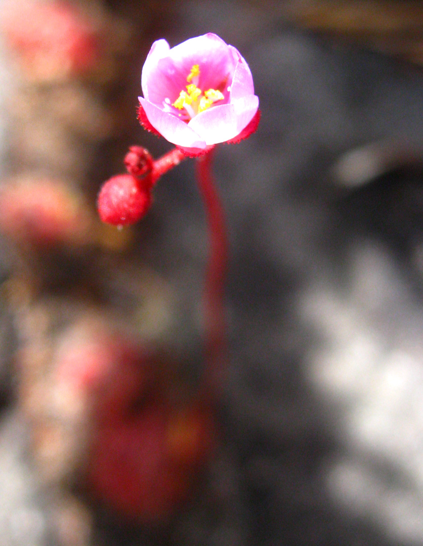[Drosera+trinervia.jpg]