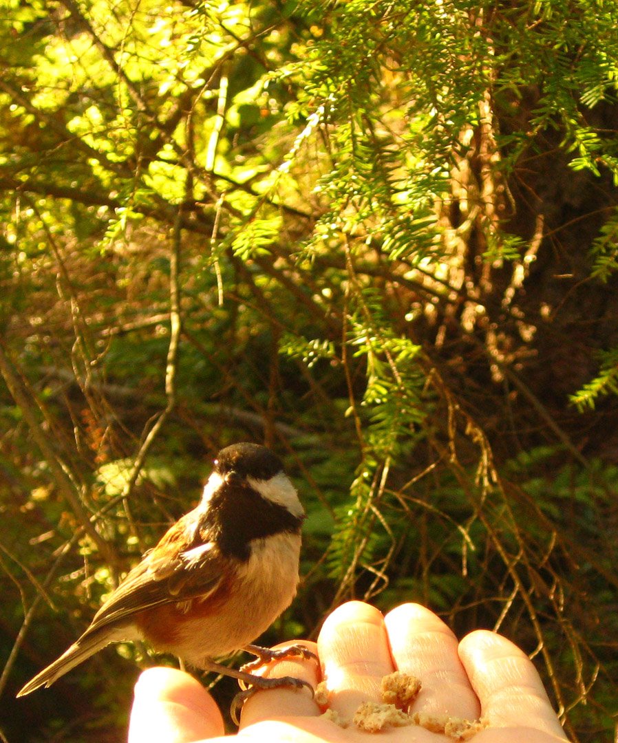 [Chickadee.jpg]