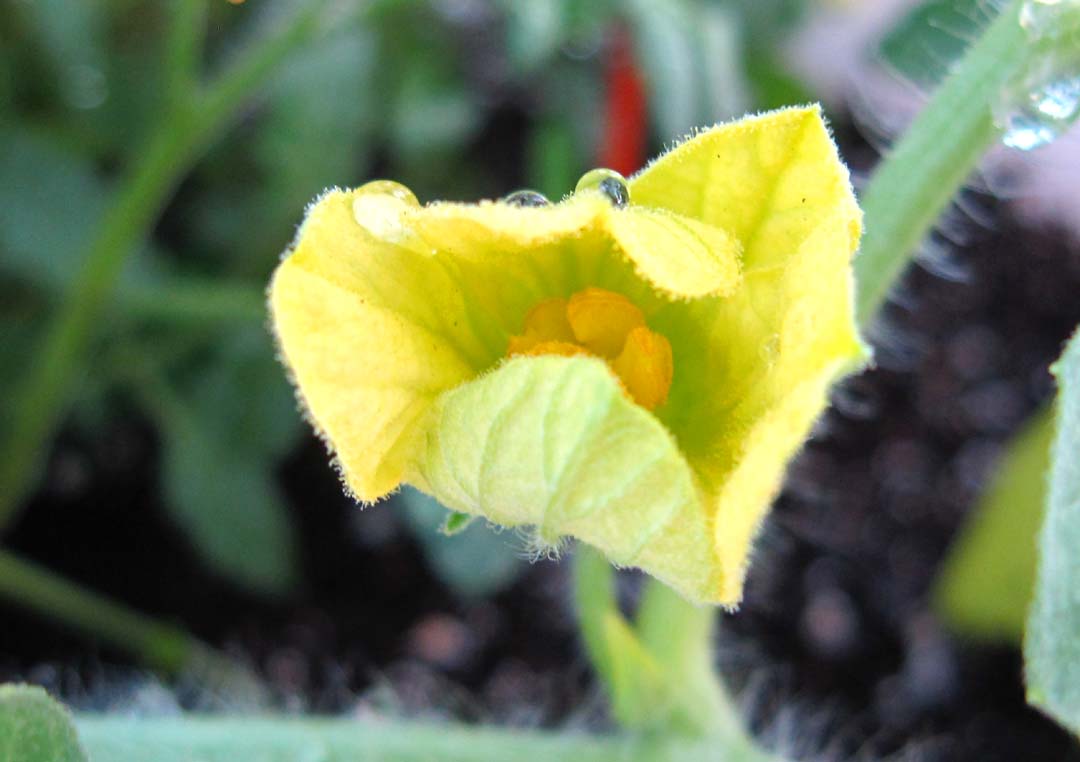 66 Square Feet (Plus) The journey of a watermelon