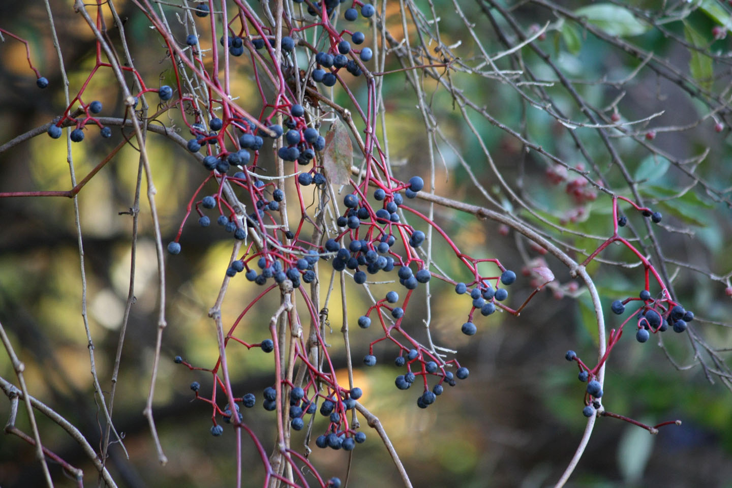 Virginia Creeper Berries
