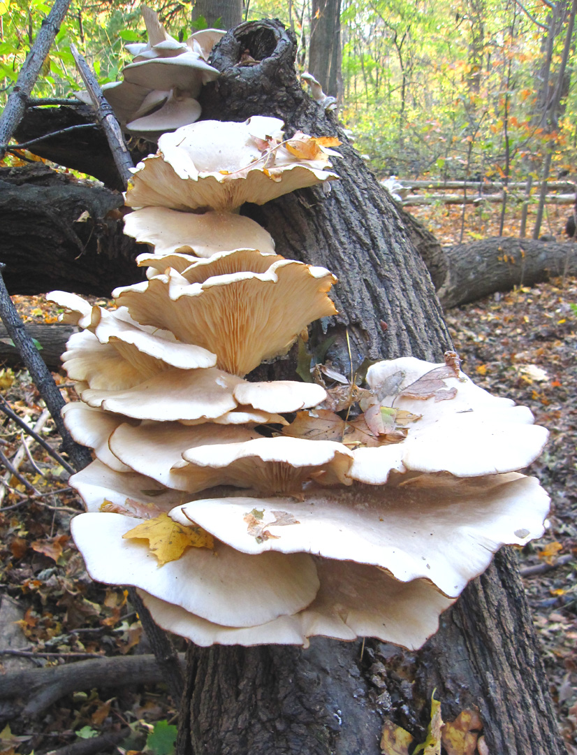 66 Square Feet (Plus) Oyster mushrooms in the hood