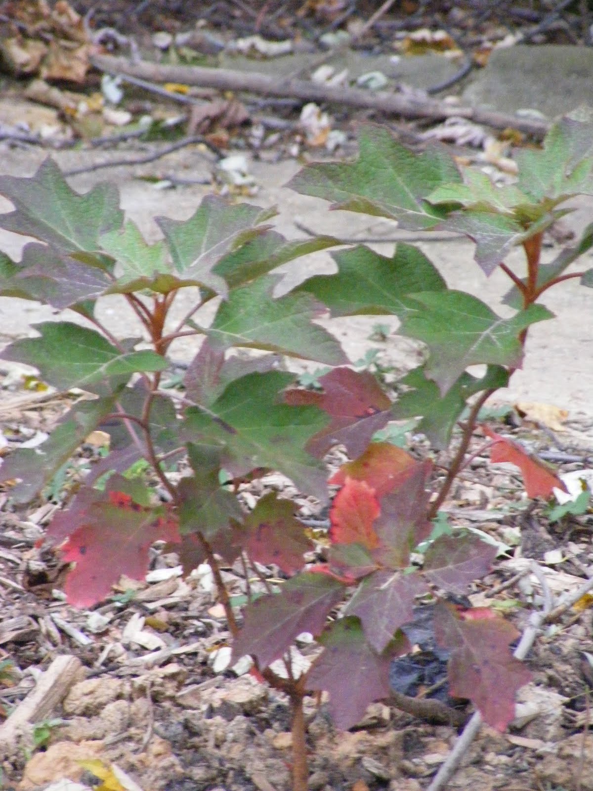 [DSCF0222.JPG]