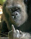 This gorilla did not appreciate Avi Shafran's disgenuous remarks