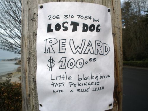 Lost Dog Sign