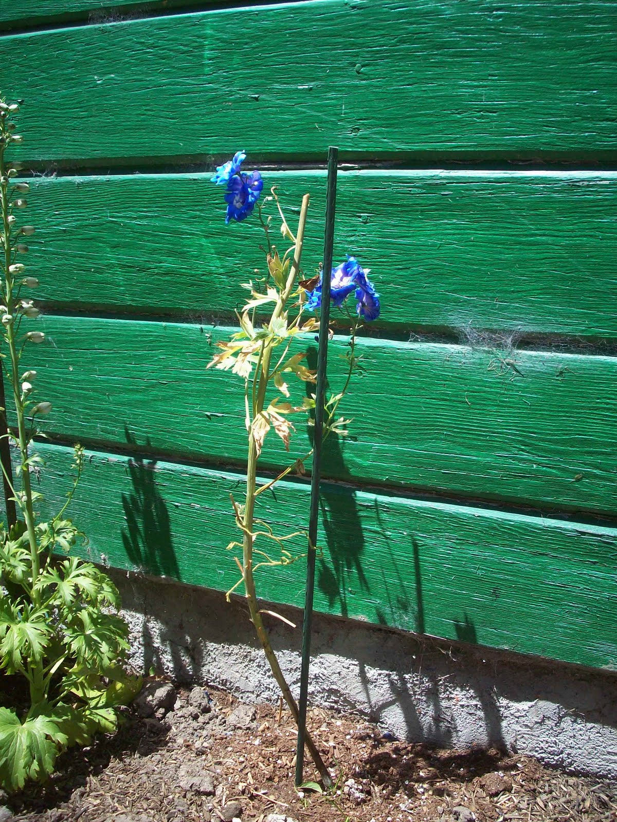 My Attempts at Gardening: May 2010