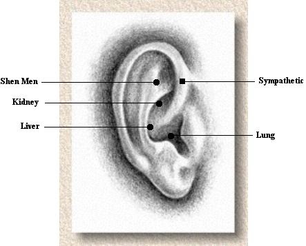 Vahila Acupuncture and Massage Therapy: Treating Addiction ... outside ear diagram 